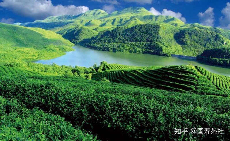 遵义红茶,如何挑选一杯好茶