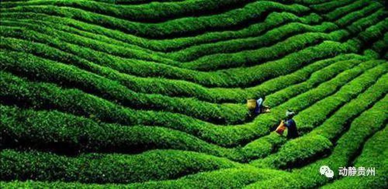 绿茶批发行业的最新动向